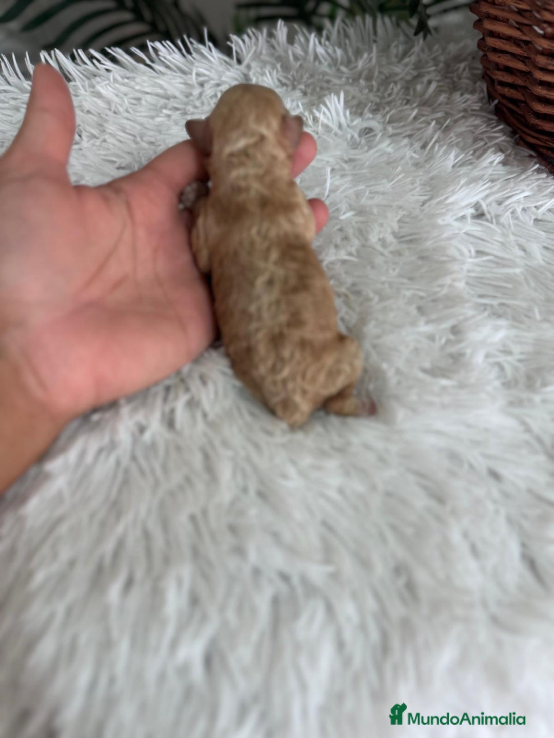 Caniche Toy perros en venta: CANICHE TOY HEMBRA - Imagen 8