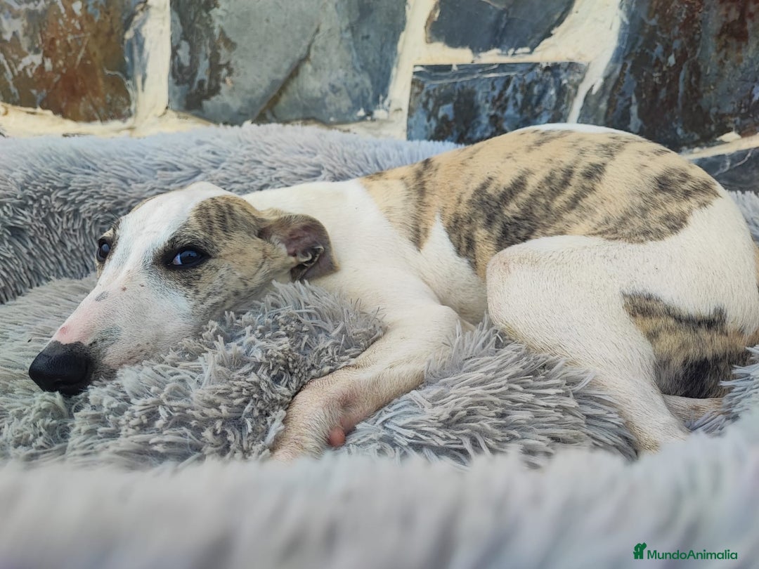 Whippet perros en venta: WHIPPET MACHO - Anuncio 4
