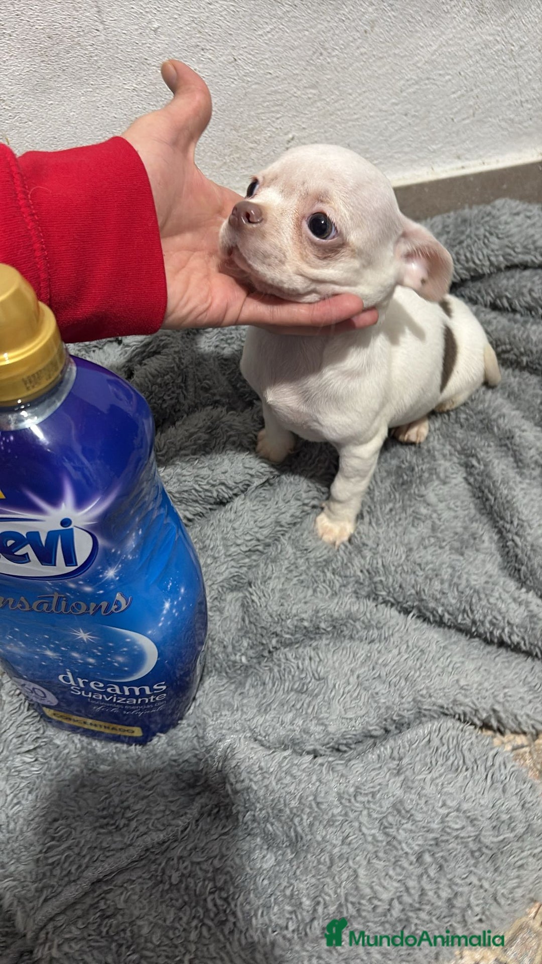 Chihuahua perros en venta: Chihuahua toy - Anuncio 3