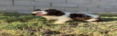 Perro de Agua Español 3