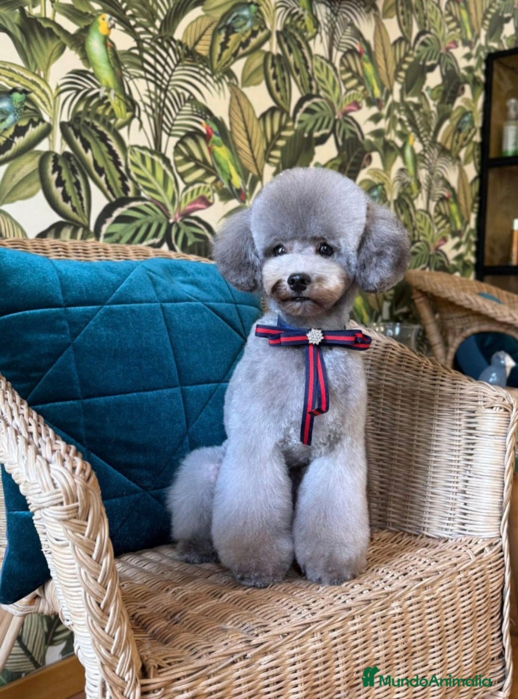 Caniche Toy perros en venta: Caniche toy hembra gris  - Anuncio 2