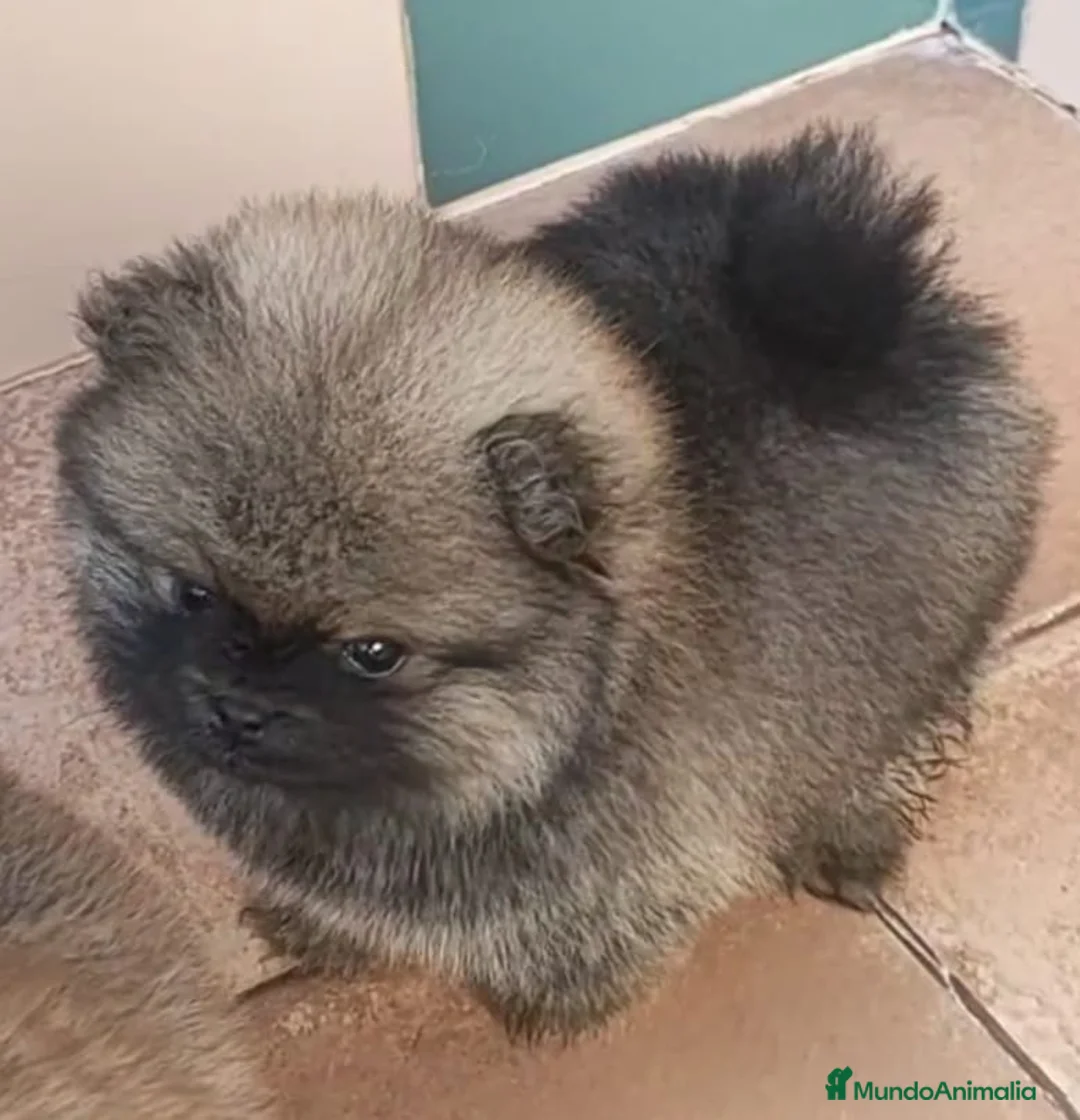 Pomerania perros en venta: EXCLUSIVOS POMERAMIAS  - Anuncio 4