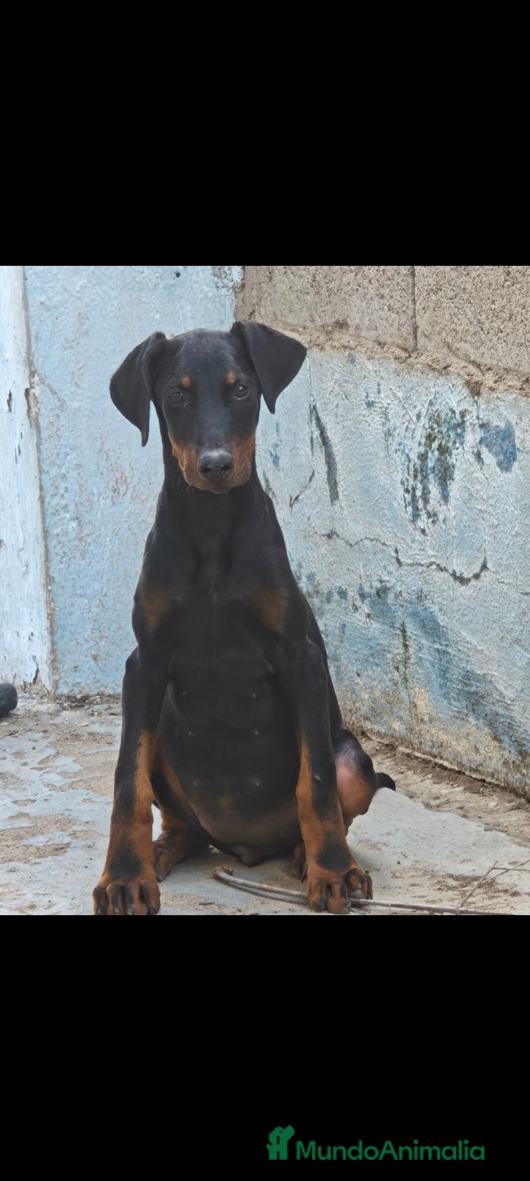 Dobermann perros en venta: Última hembra - Imagen 1