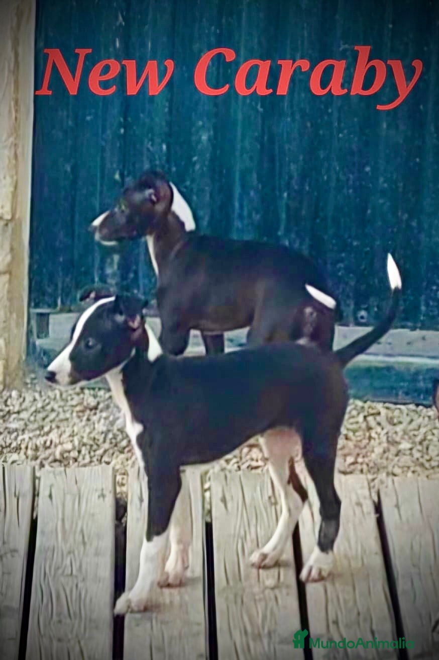 Whippet perros Whippet en Caraby Benidorm  - Anuncio 1