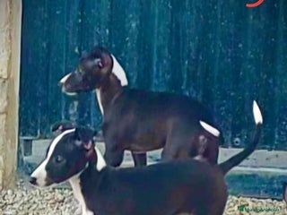 Whippet perros Whippet en Caraby Benidorm - Anuncio 1