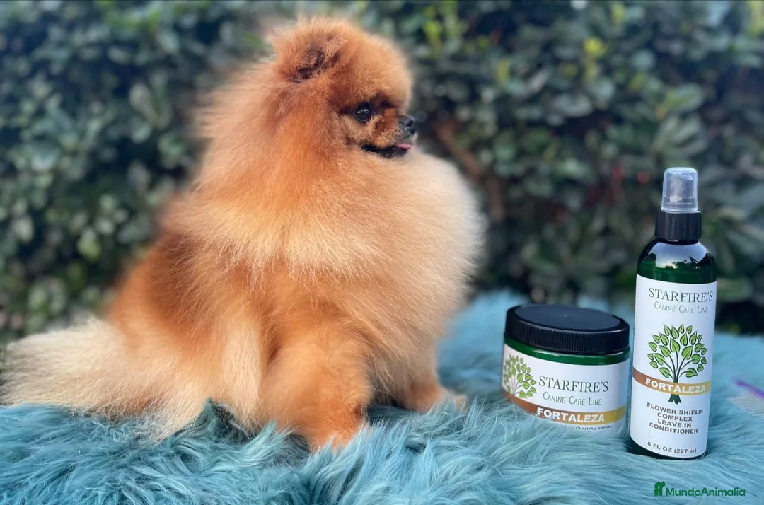 Pomerania perros en venta: POMERANIAS AUTENTICOS en Málaga - Anuncio 4