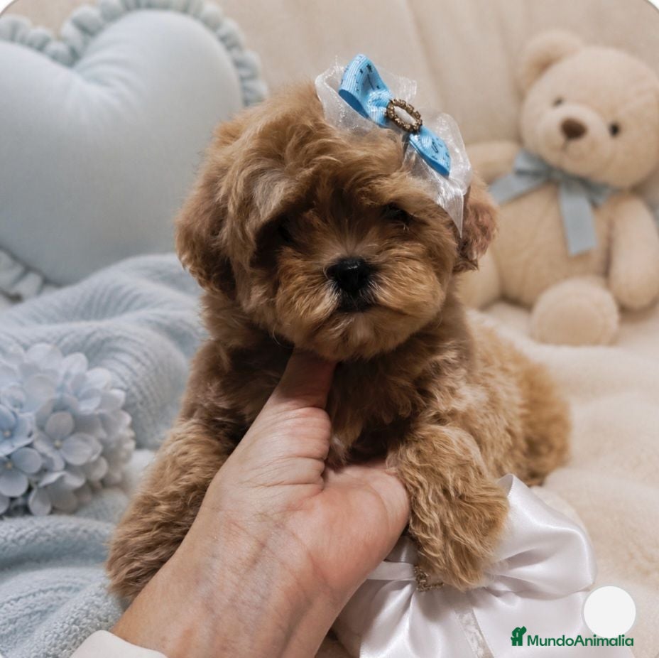 Maltipoo perros MALTIPOO ASIÁTICO DE CALIDAD  - Anuncio 24