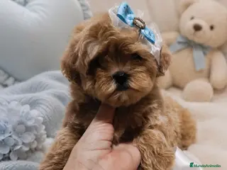 Maltipoo perros MALTIPOO ASIÁTICO DE CALIDAD - Anuncio 24