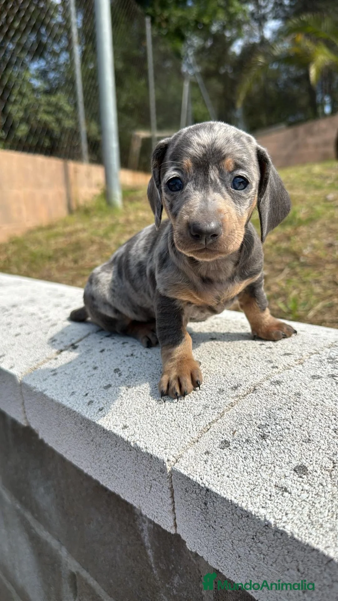 Teckel Miniatura perros en venta: TECKEL MINIATURA ISABELLA Y MERLE - Anuncio 4