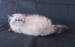 Persa gatos en venta: Persa Himalayo - Imagen 3