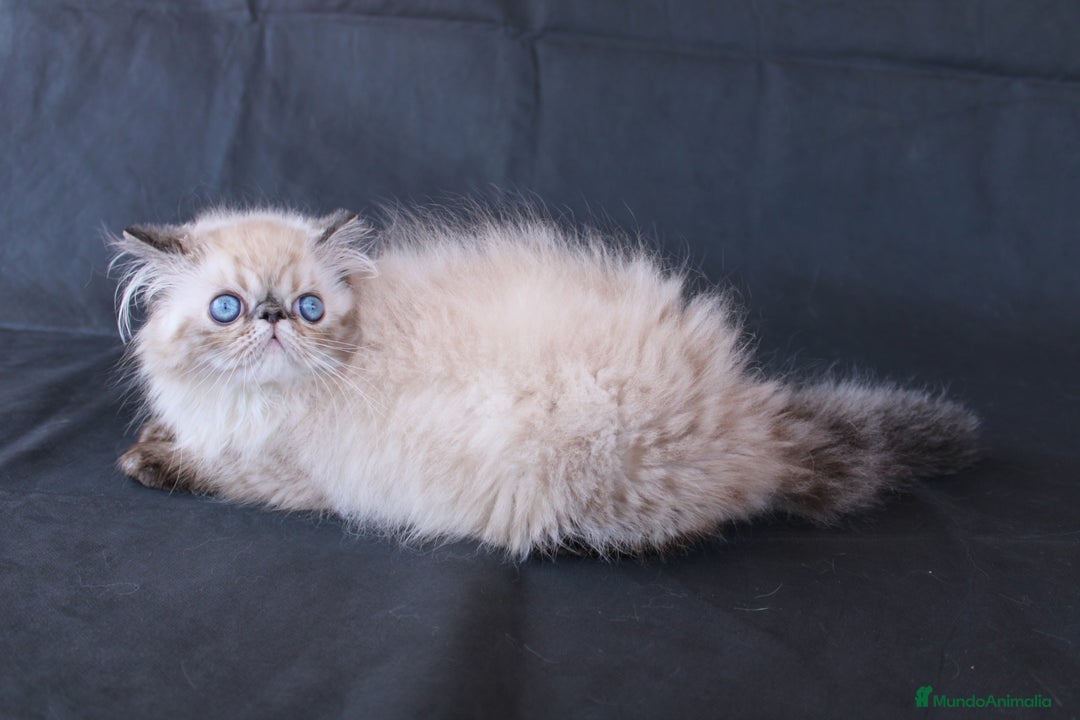 Persa gatos en venta: Persa Himalayo - Imagen 3