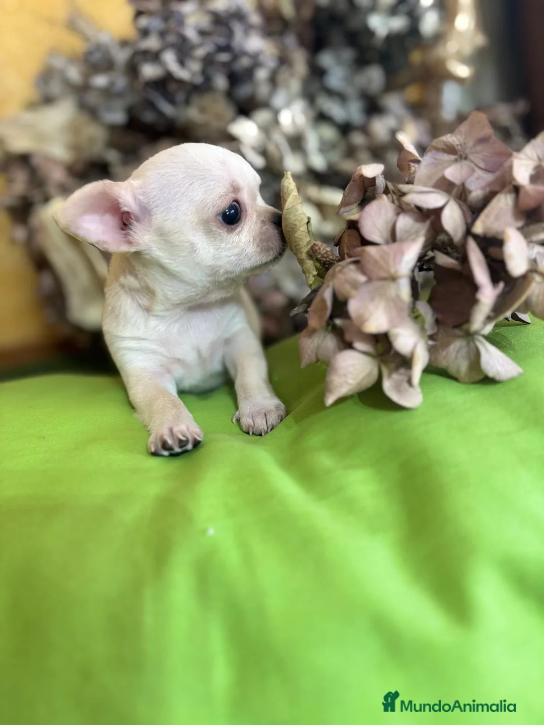Chihuahua perros en venta: Chihuahua toy Macho  - Anuncio 6