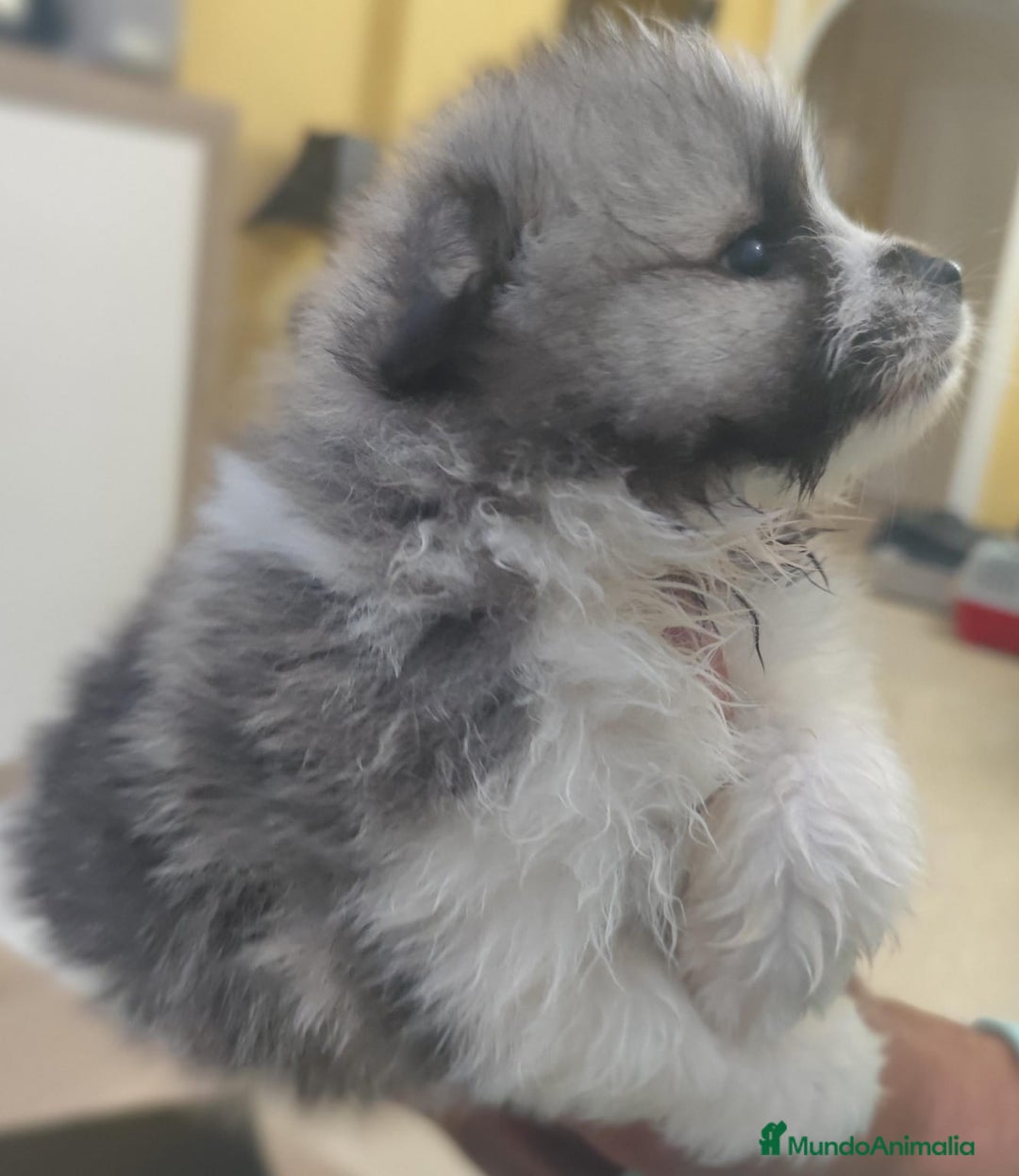Pomerania perros en venta: Pomerania  - Anuncio 17