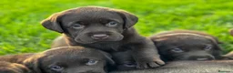 Labrador Retriever perros en venta: Cachorros de labrador Retriever  - Anuncio 3