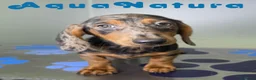 Teckel perros en venta: Teckel Macho de Kily y Luisiño 8171 - Anuncio 6