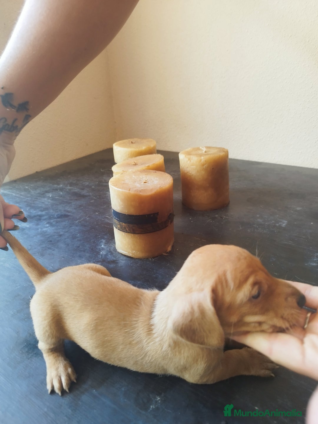 Teckel perros en venta: TECKEL HEMBRA. CALIDAD Y SELECCIÓN  - Imagen 7
