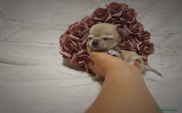 Chihuahua perros en venta: Perro Chihuahua  - Imagen 13