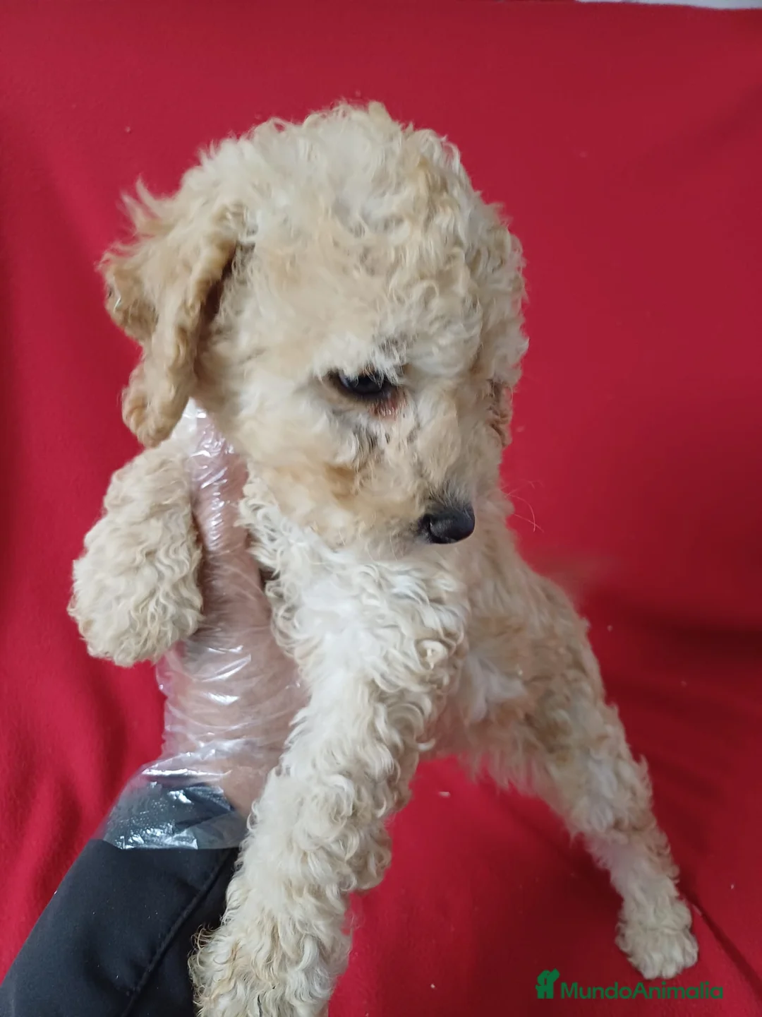 Perro de Agua Español perros en venta: Perro de Agua Español  - Anuncio 2