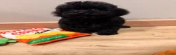 Caniche Toy perros en venta: Preciosa Caniche Toy Negra  - Anuncio 4