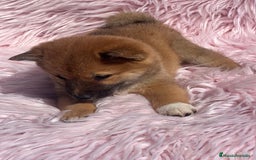 Shiba Inu perros en venta: Shiba inu roja  - Imagen 5