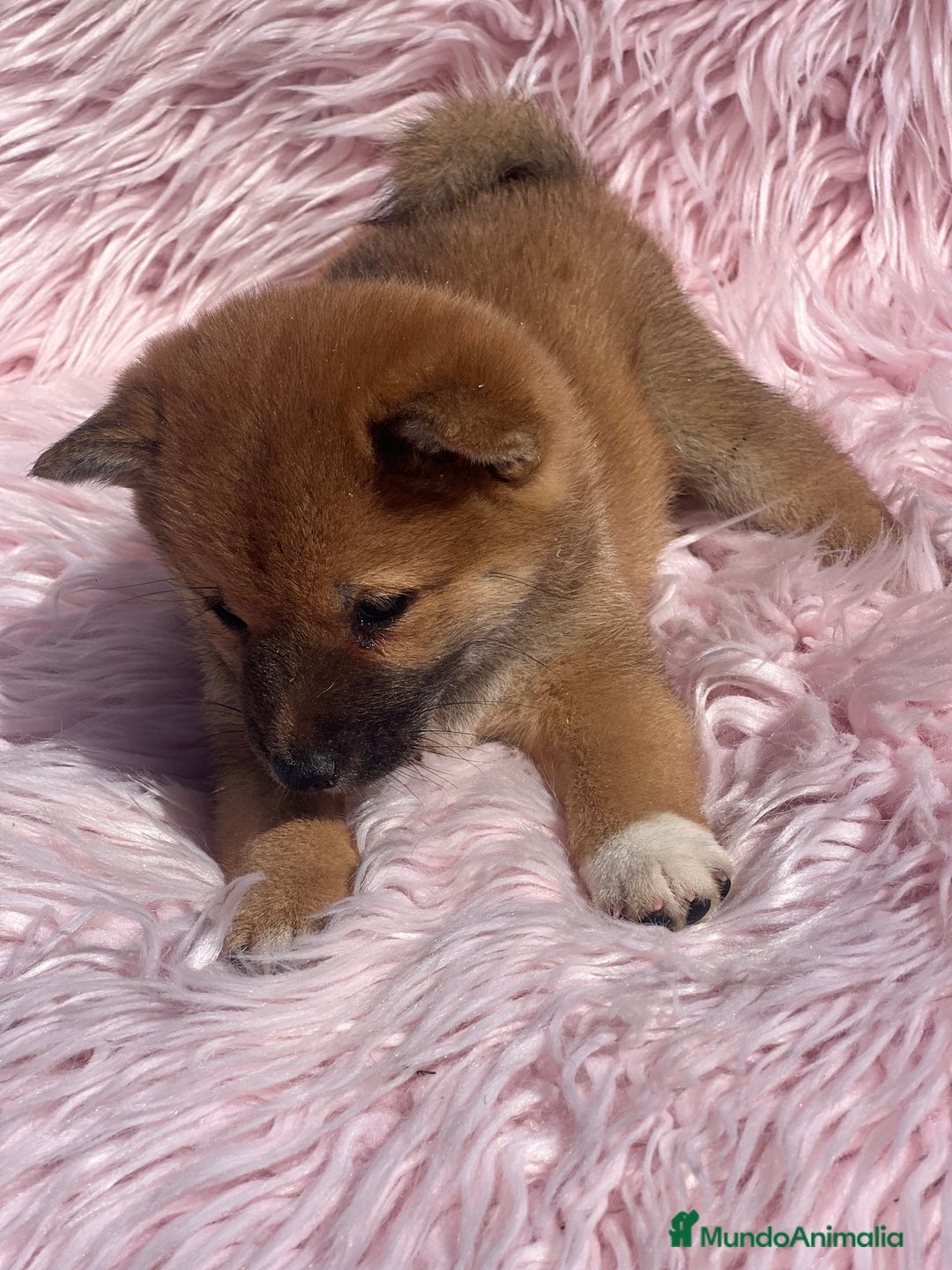 Shiba Inu perros en venta: Shiba inu roja  - Imagen 5
