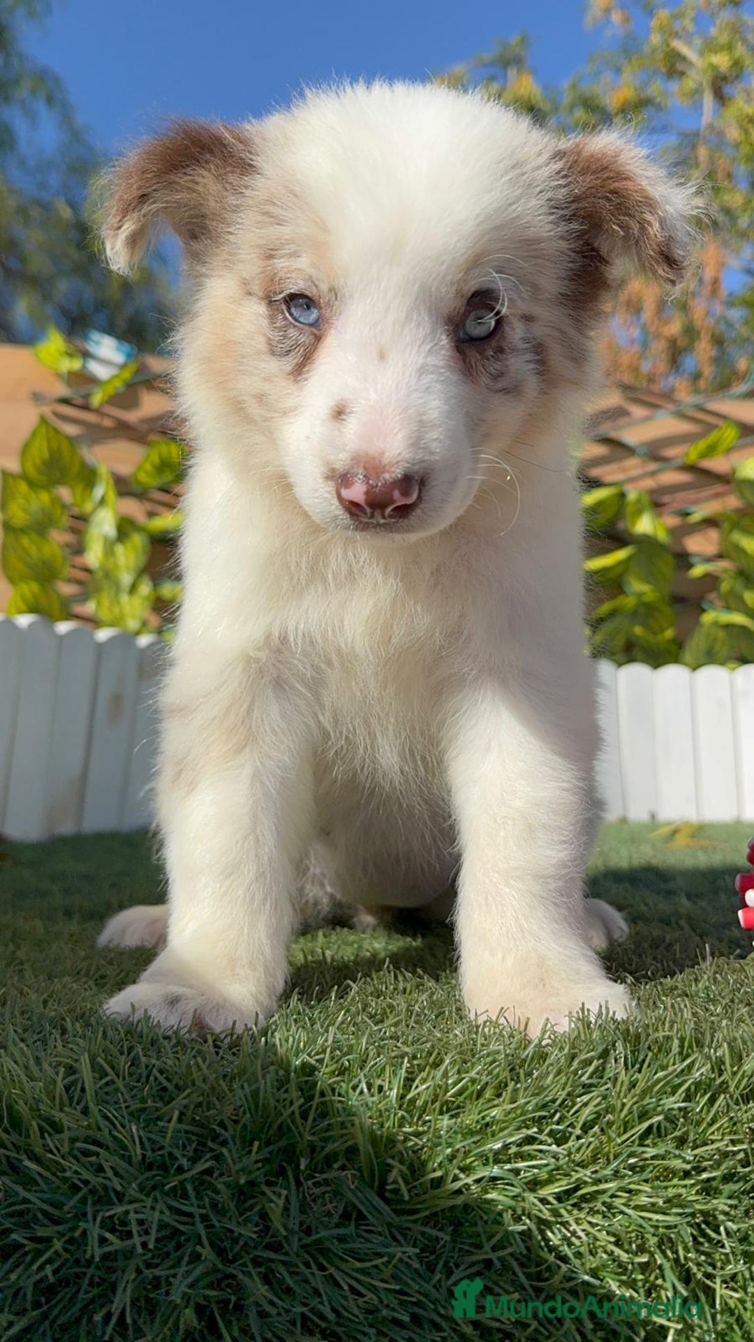 Border Collie perros en venta: BORDER COLLIE - Anuncio 10