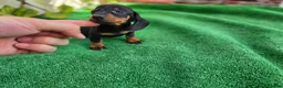 Teckel perros en venta: TECKEL KANNINCHEN & MINI - Anuncio 3