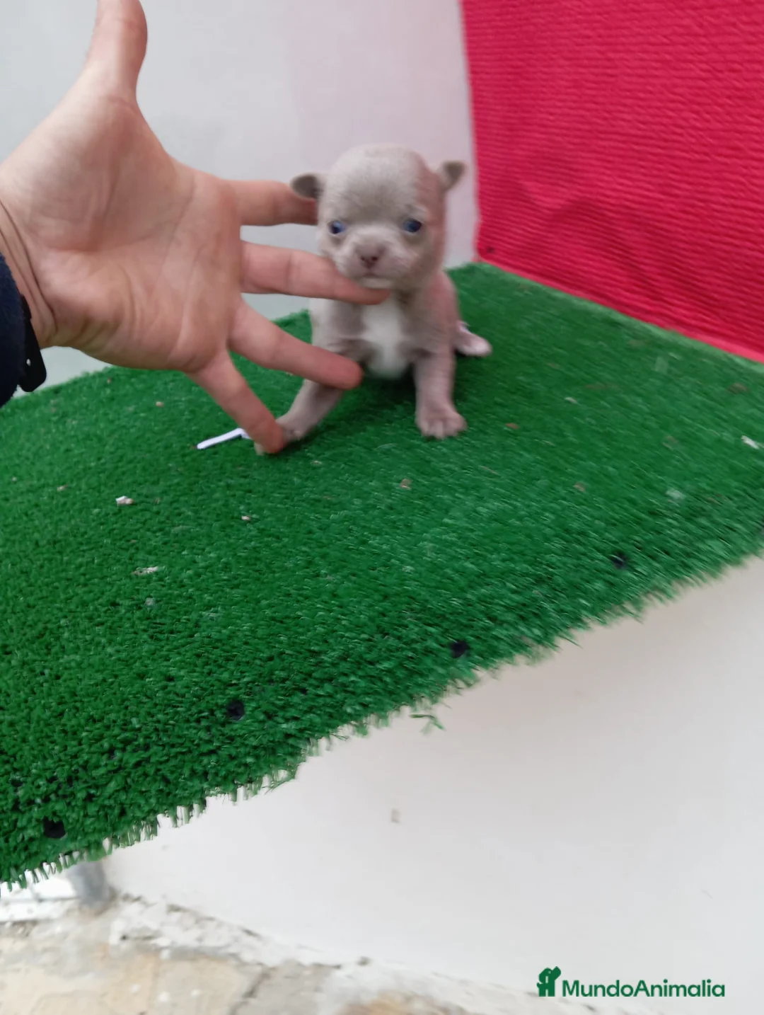 Chihuahua perros en venta: IMPRESIONANTE  CHIHUAHUA   LINEA  TOY   - Anuncio 1