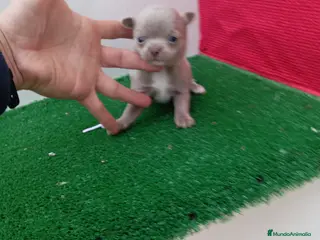 Chihuahua perros IMPRESIONANTE CHIHUAHUA LINEA TOY - Anuncio 2