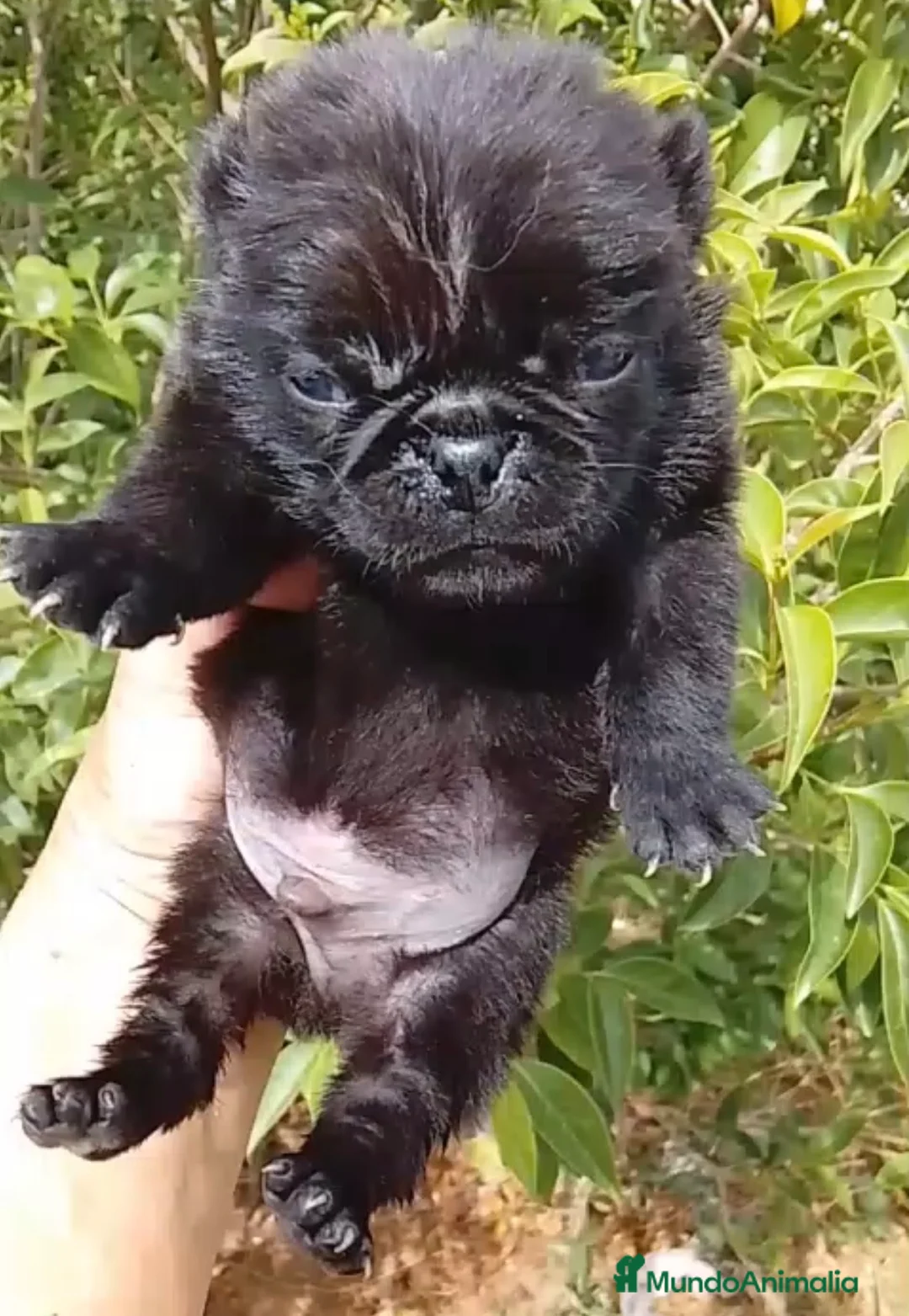 Carlino - Pug perros en venta: Precioso carlino -puf🔥🐾🩵 en Sevilla - Anuncio 2