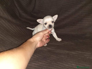 Chihuahua perros en Badajoz - Anuncio 5