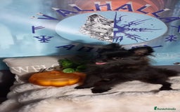 Pomchi perros en venta: Hembra pomerania x de 6 meses toy - Imagen 3