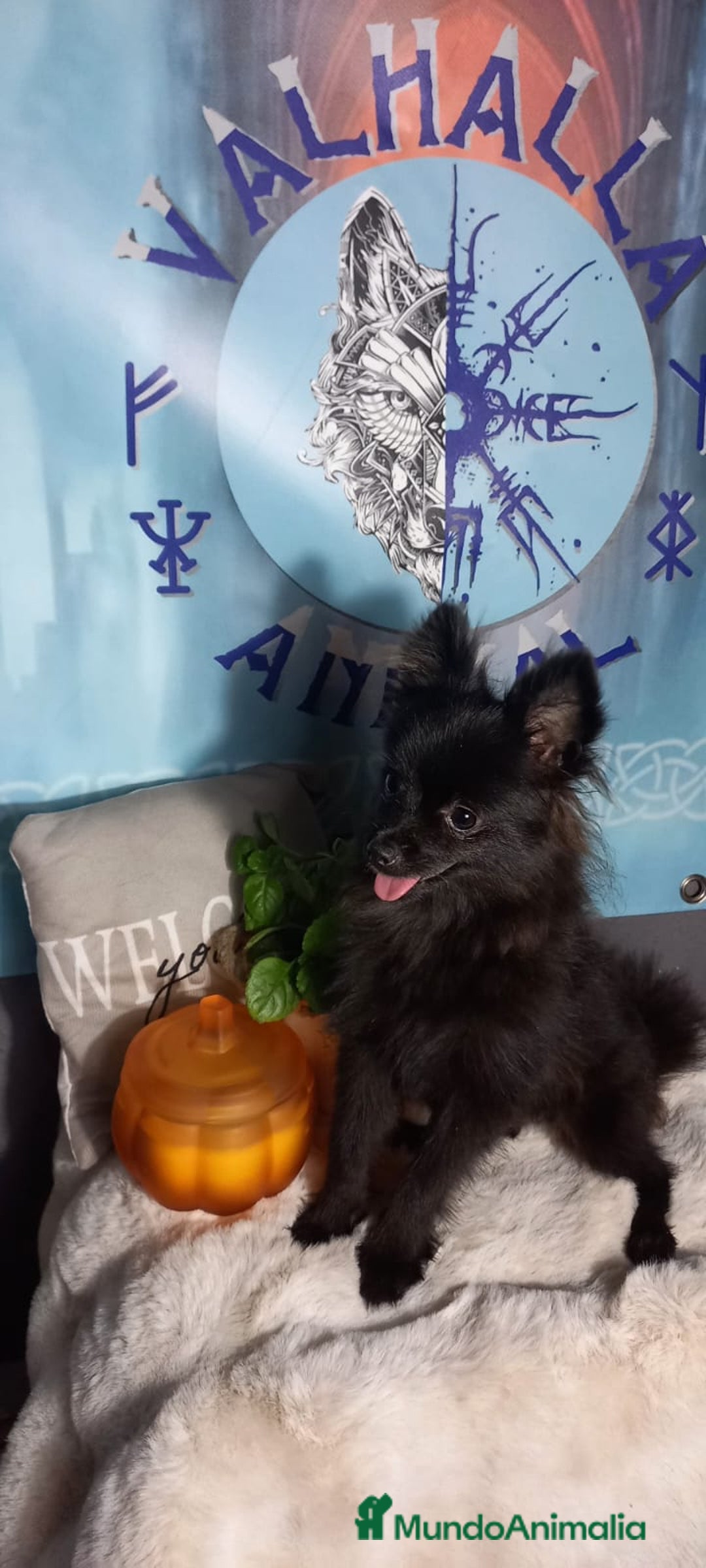 Pomchi perros en venta: Hembra pomerania x de 6 meses toy - Imagen 3