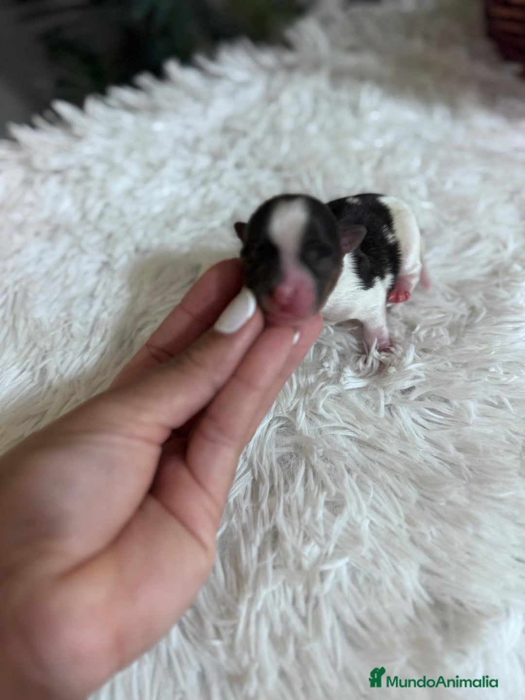 Yorkshire Terrier perros en venta: YORKSHIRE BIEWER HEMBRA - Imagen 5