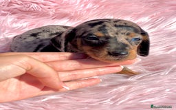 Teckel Miniatura perros en venta: Teckel Arleqyin Kaninchen  - Imagen 2