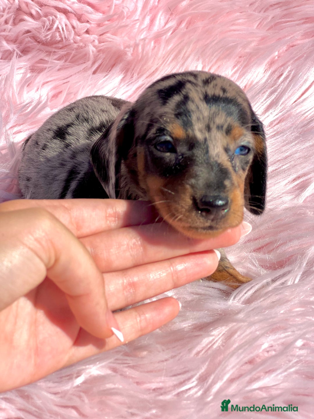 Teckel Miniatura perros en venta: Teckel Arleqyin Kaninchen  - Imagen 2