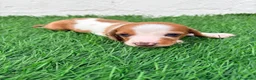 Teckel Miniatura perros en venta: Teckel miniatura tri merle choco blanco - Anuncio 5