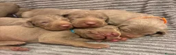 Braco Alemán de Pelo Corto perros en venta: Braco de Weimar  - Anuncio 1