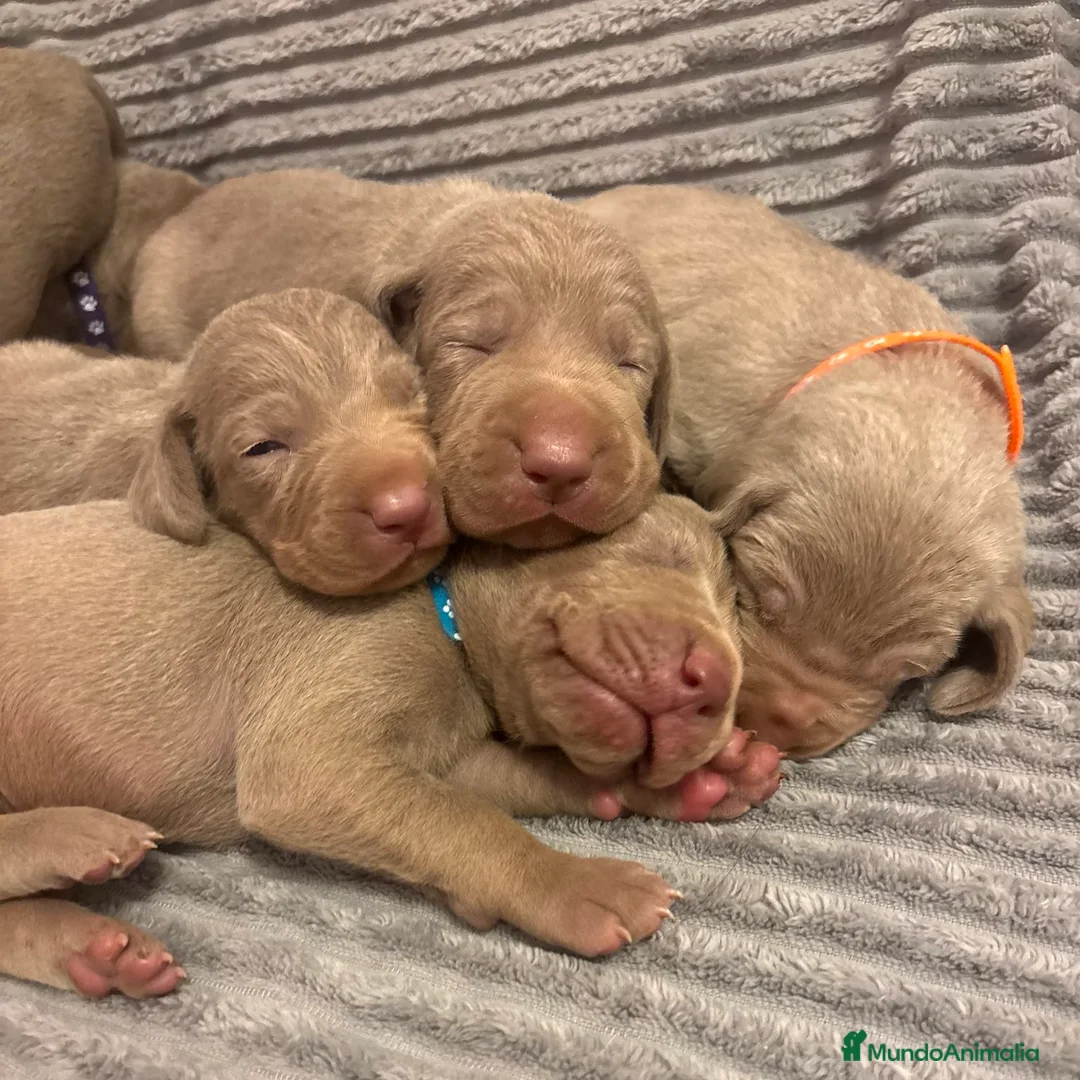 Braco Alemán de Pelo Corto perros en venta: Braco de Weimar  - Anuncio 1
