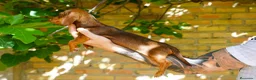 Teckel Miniatura perros en venta: Teckel Miniatura  - Anuncio 8