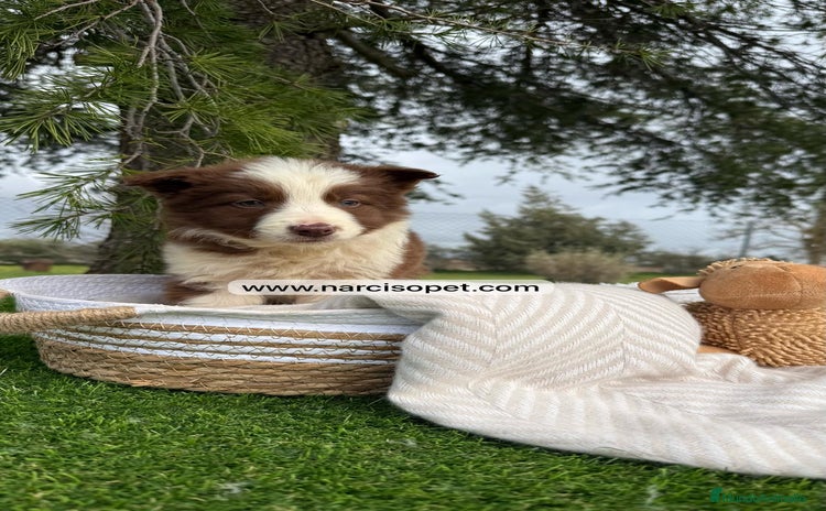 Border Collie perros - Anuncio 13