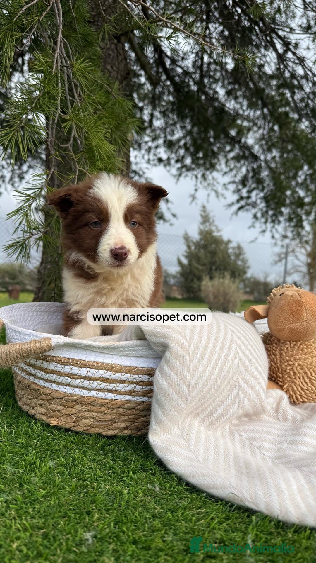 Border Collie perros en venta: CAMADA DE BORDER COLLIE CHOCOLATE - Imagen 1