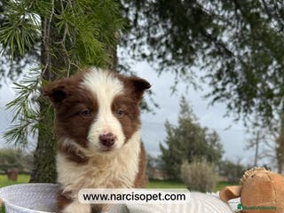 Border Collie perros CAMADA DE BORDER COLLIE CHOCOLATE - Anuncio 24