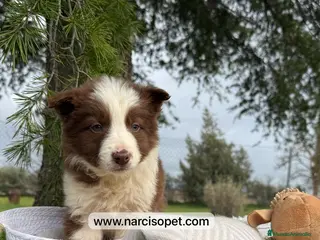 Border Collie perros CAMADA DE BORDER COLLIE CHOCOLATE - Anuncio 22