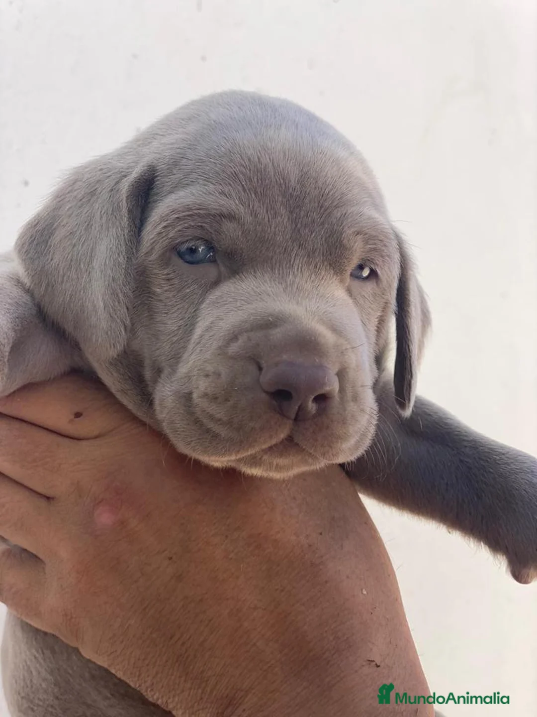 Imagen de galería {{count}}