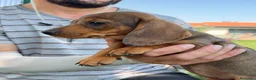 Teckel Miniatura perros en venta: Preciosa hembrita y macho Teckel mini choco Merle  - Anuncio 13