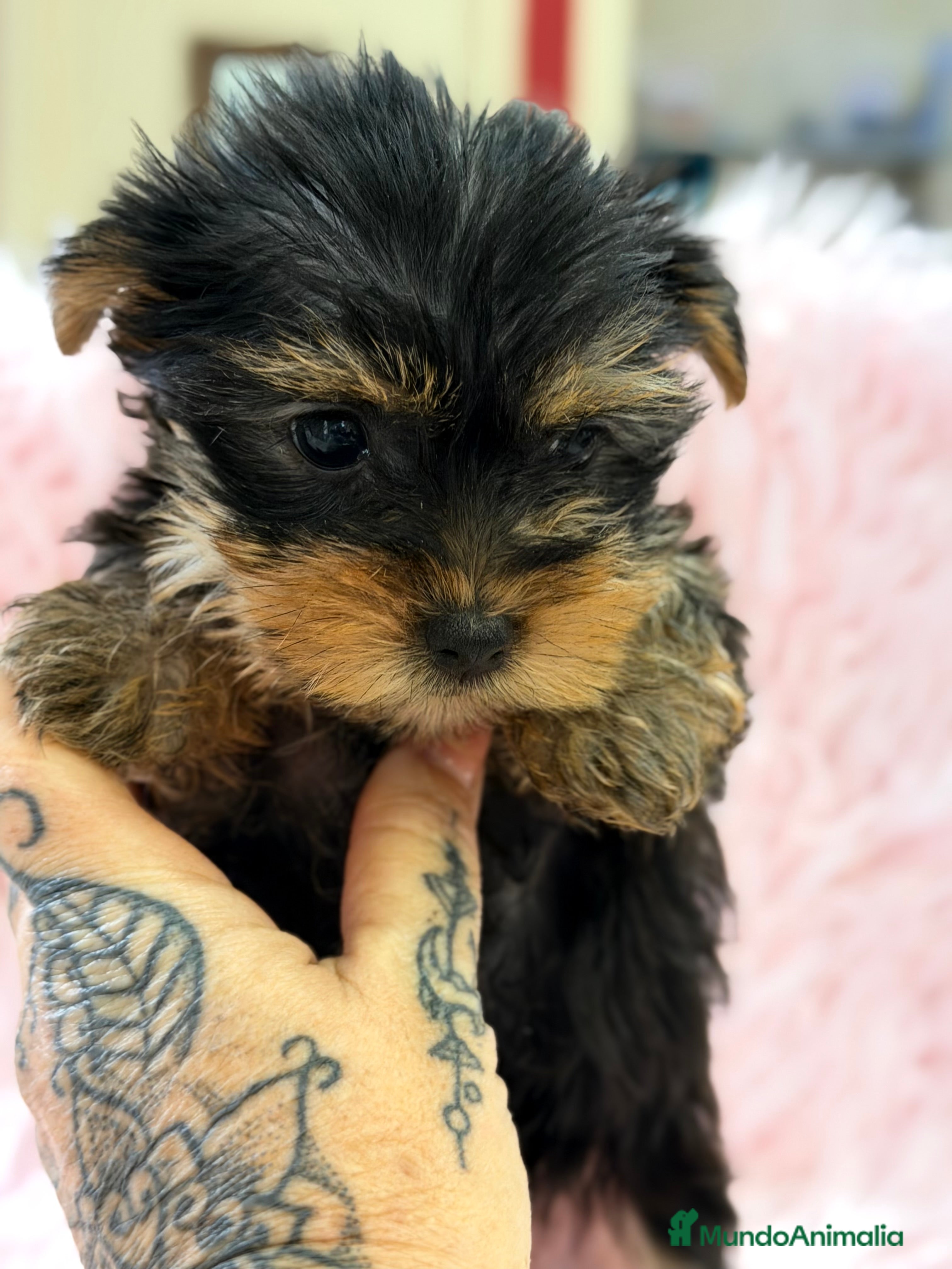 Yorkshire Terrier perros Yorkshire mini Toy  - Anuncio 1