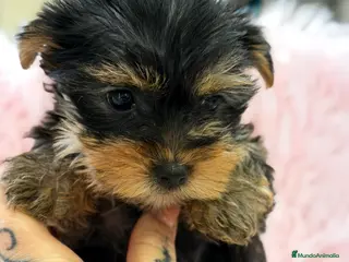 Yorkshire Terrier perros Yorkshire mini Toy - Anuncio 1