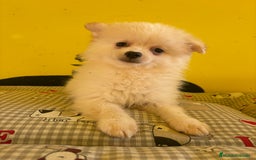 Pomerania perros en venta: Pomerania machos - Imagen 2