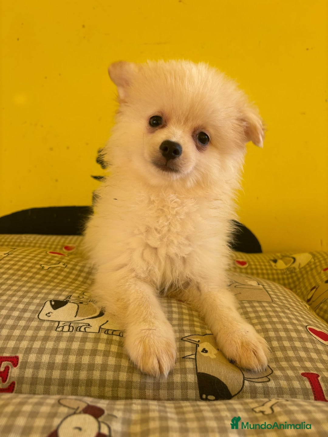 Pomerania perros en venta: Pomerania machos - Imagen 2